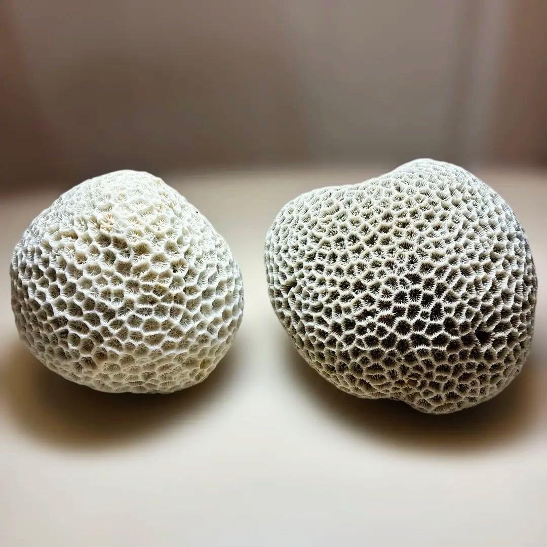 サンゴの化石 置物 ２個せット