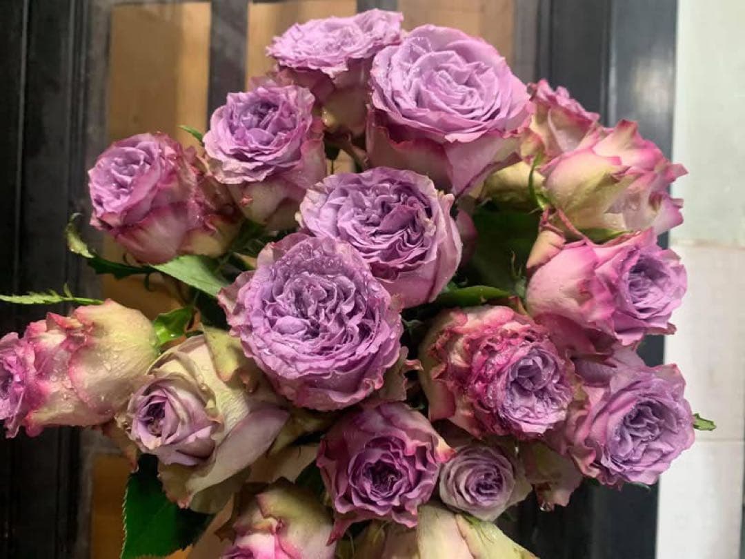 バラ苗　切りバラ苗　Purple ♡hara