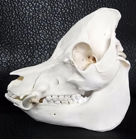 ミニブタ（ポットベリー・ピッグ ）頭骨（大）オス ★ NO.3