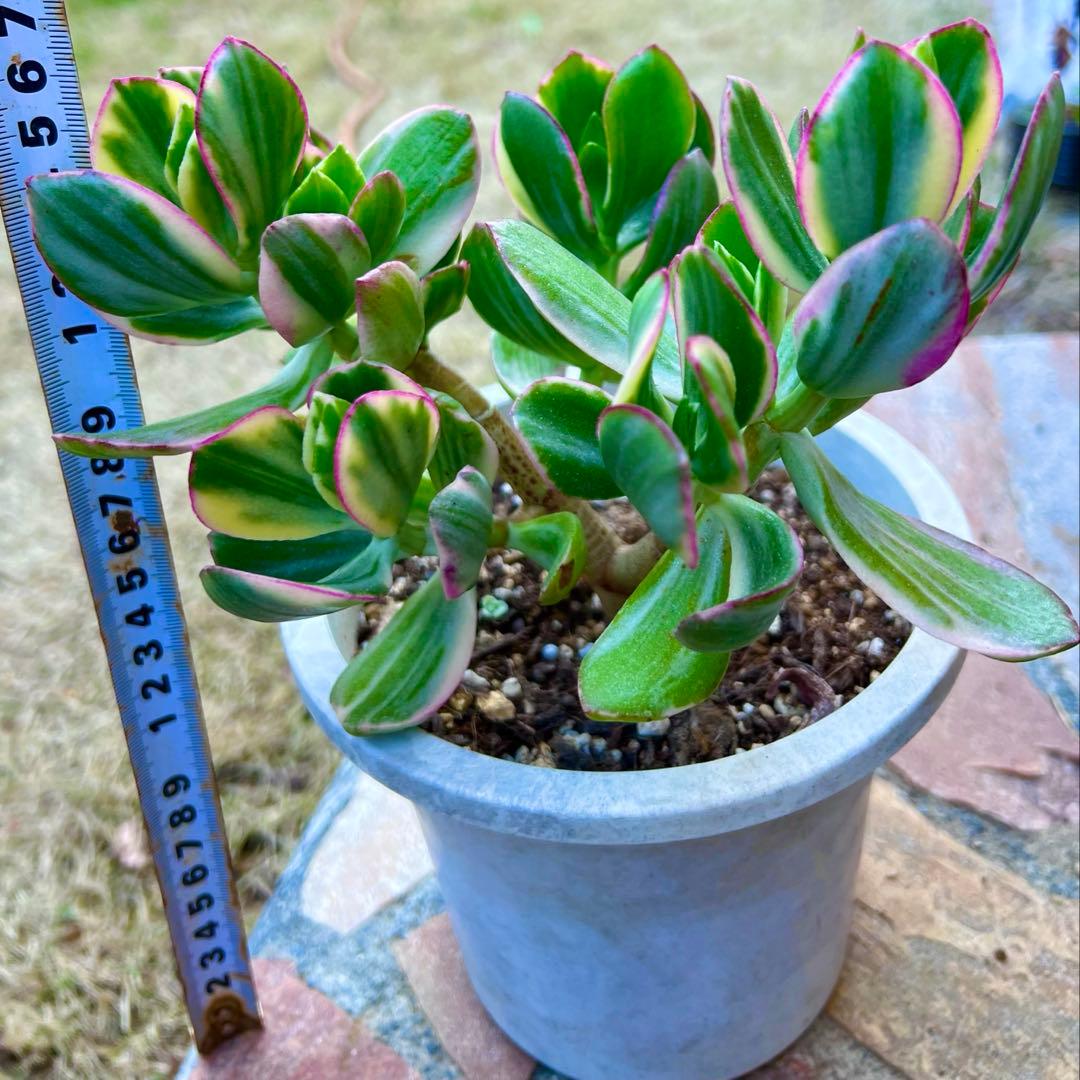 金のなる木　黄金花月　ピンク斑入り　多肉植物　金運★縁起の良い植物