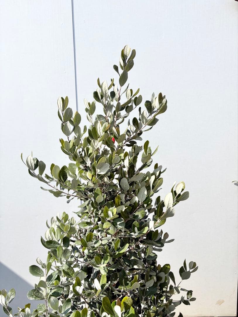 フェイジョア　パイナップルジェム　/83