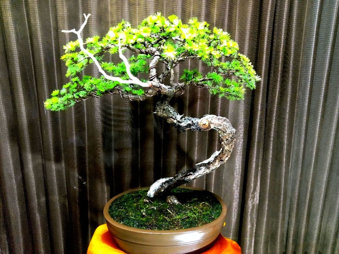 【大品　唐松盆栽】真柏　　　　　⭕樹齢 70年超山採り❗