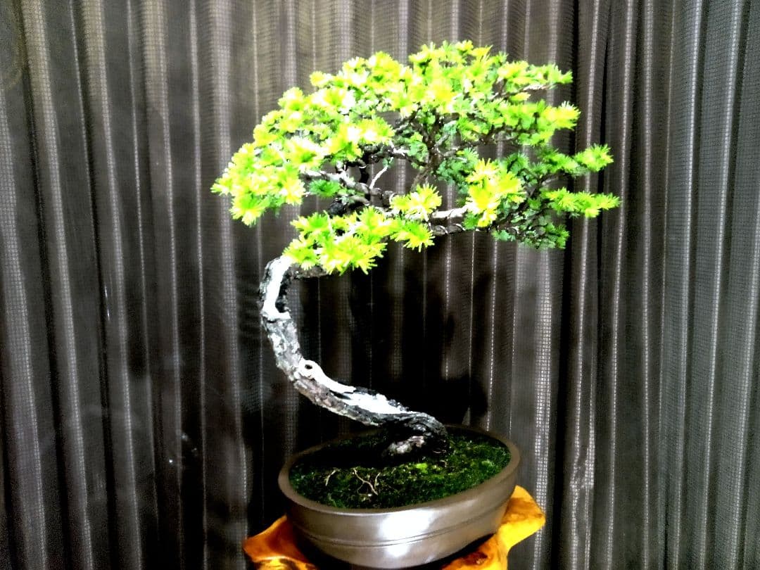 【大品　唐松盆栽】真柏　　　　　⭕樹齢 70年超山採り❗