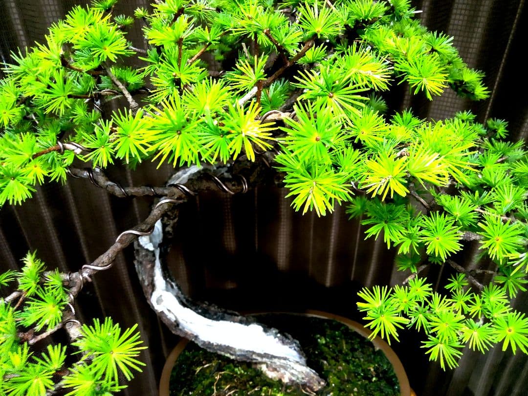 【大品　唐松盆栽】真柏　　　　　⭕樹齢 70年超山採り❗