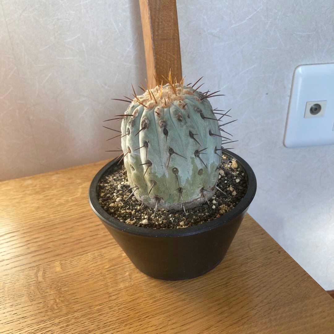 コピアポア　コルムナアルバ
