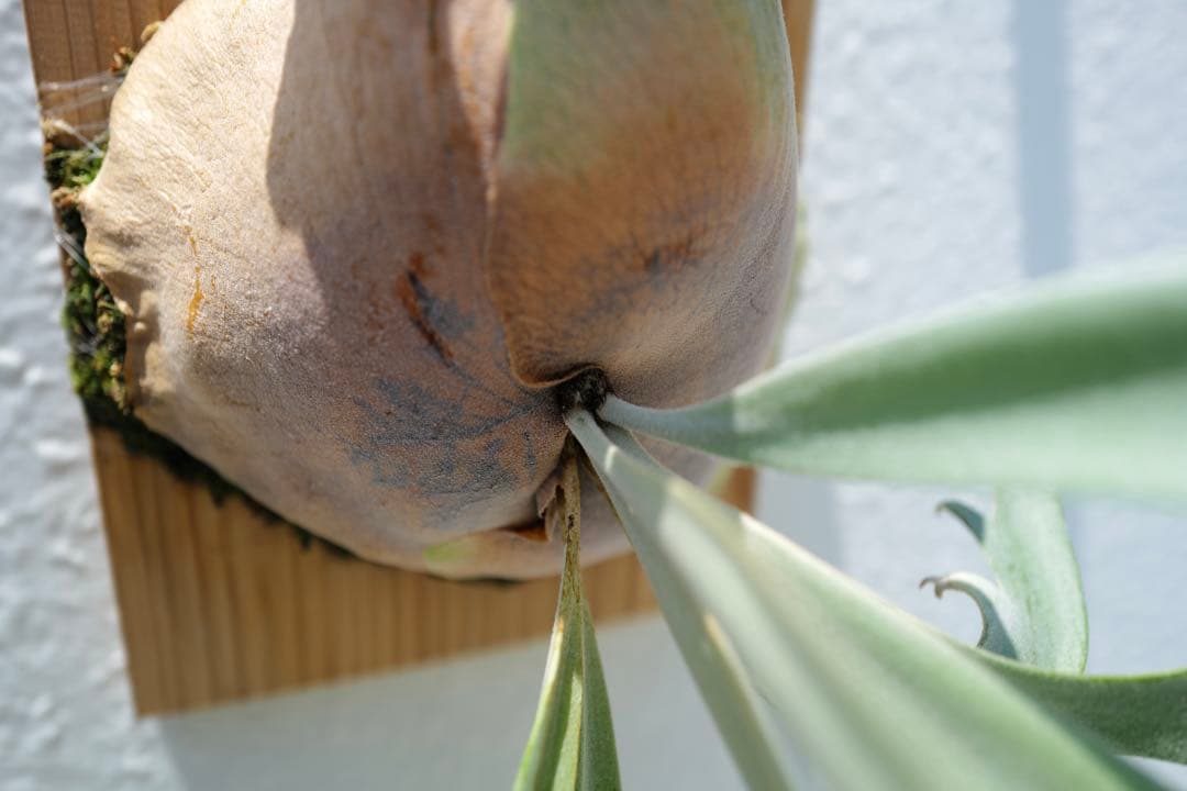 【親株】 P. willinckii 月光爪哇