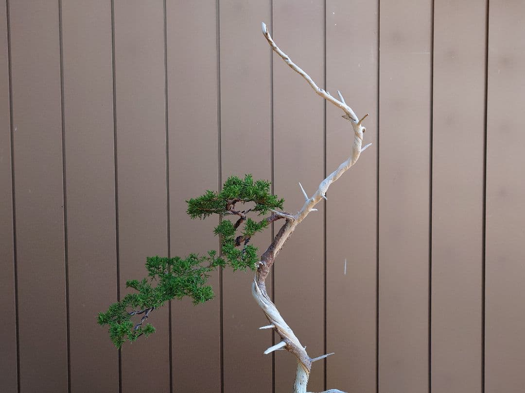 盆栽　糸魚川真柏　樹高73cm