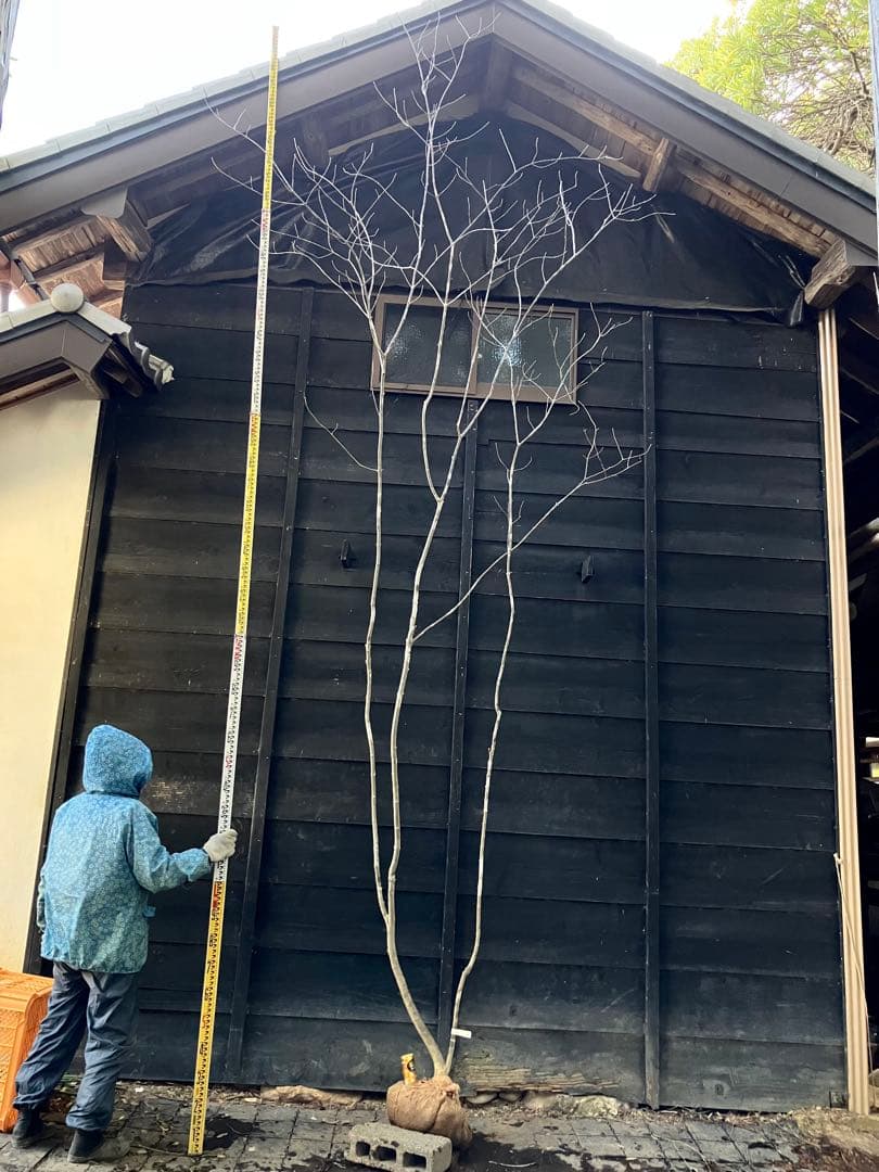 21 山採り　アオダモ