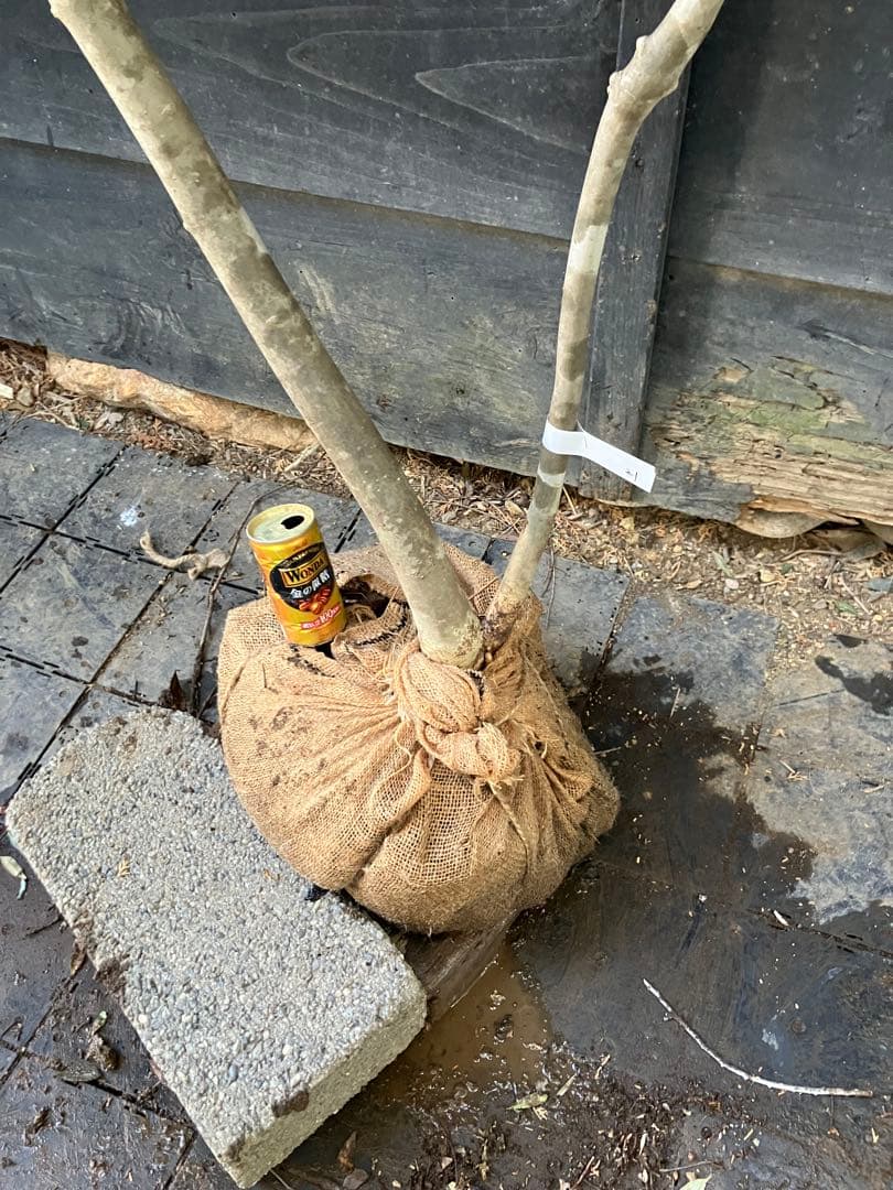 21 山採り　アオダモ