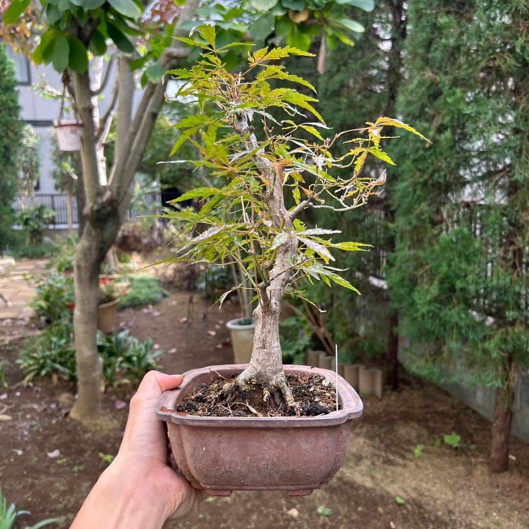 盆栽　紅葉　ブンカモミジ　中品盆栽　健康的な中型盆栽