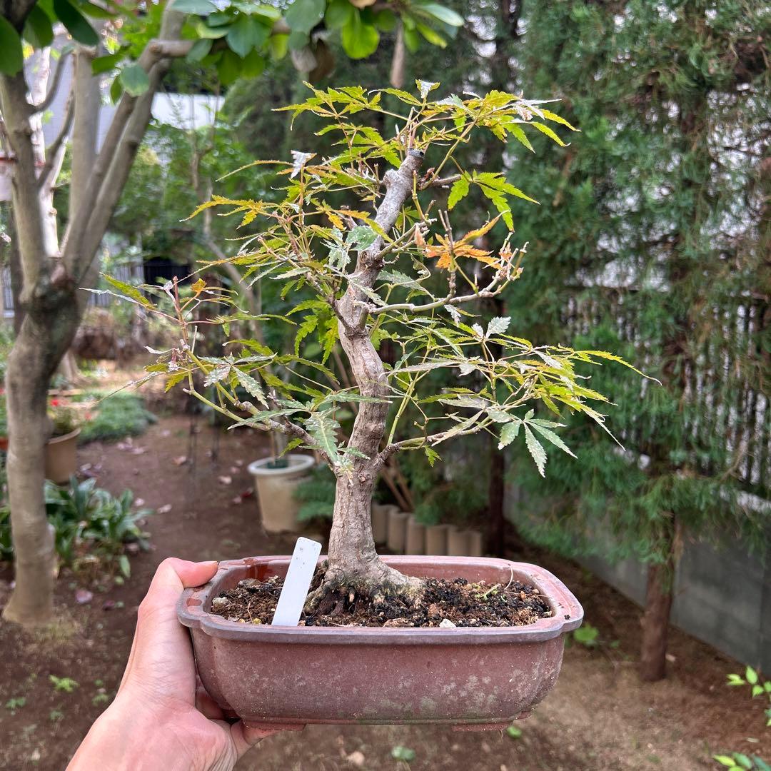 盆栽　紅葉　ブンカモミジ　中品盆栽　健康的な中型盆栽