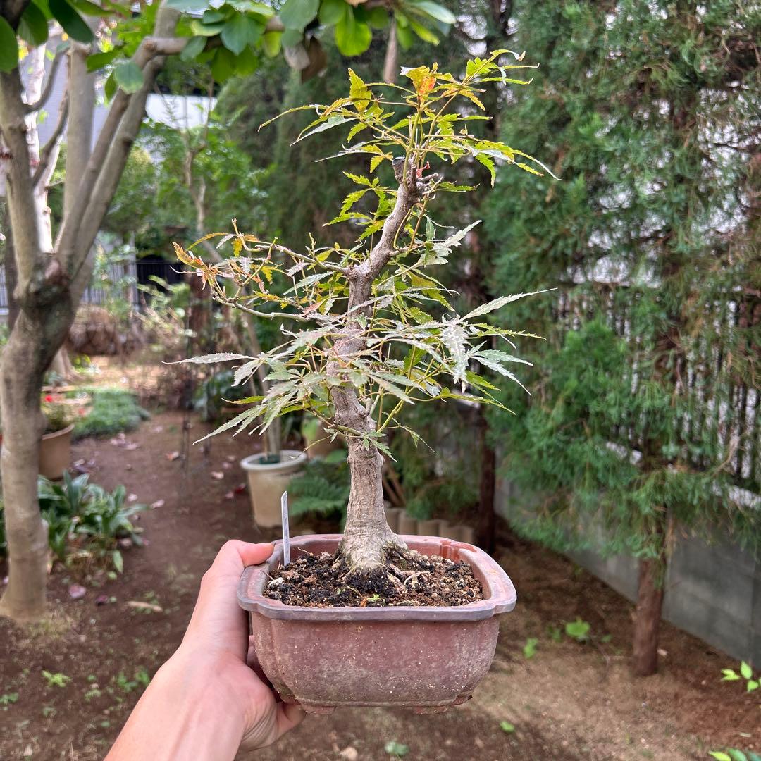 盆栽　紅葉　ブンカモミジ　中品盆栽　健康的な中型盆栽