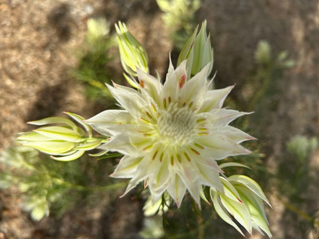 く*ま様 セルリアブラッシングブライド7号大