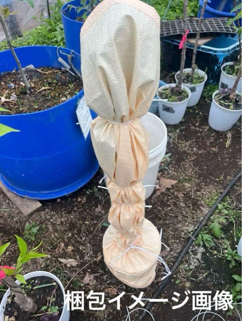 北の蝦夷　紅葉　50センチ　大小セット