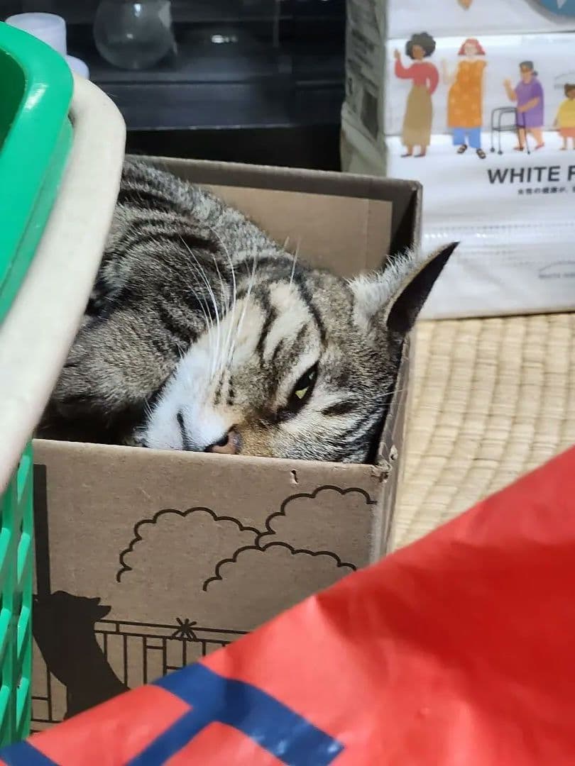 猫の写真