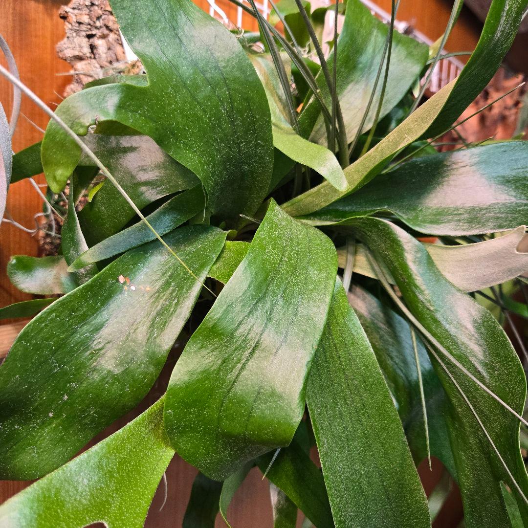 サンメリのビカクシダ【P.ビフルカツム変異個体コモチ】さらに大株！