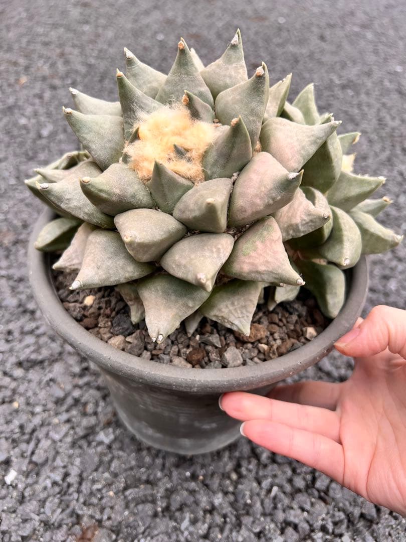 c*e様 サボテン　アリオカルプス　花牡丹、国内繁殖株