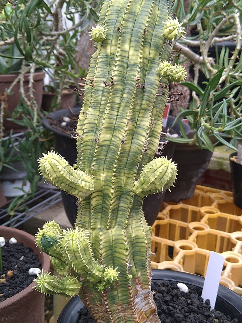 ユーフォルビア　オベサ　紅麒麟錦　子だくさん