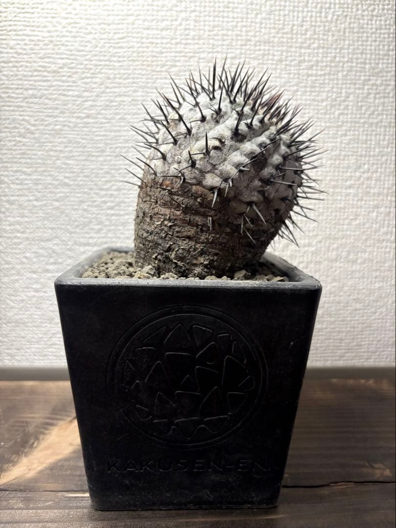コピアポア Copiapoa コムルナアルバ　現地球　白肌美株　弧竜丸　黒王丸