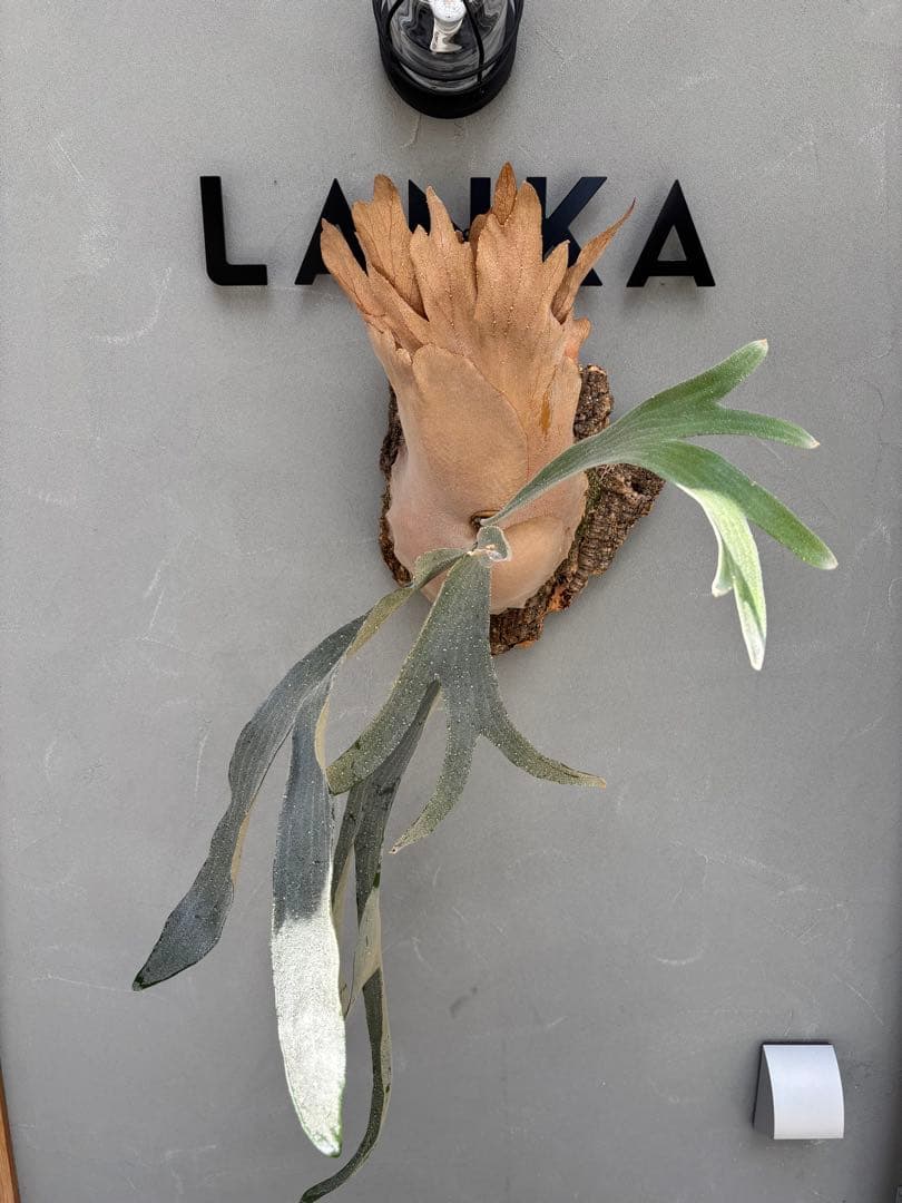 ビカクシダ Diversifolium x Willinckii hybrid 'Moo'