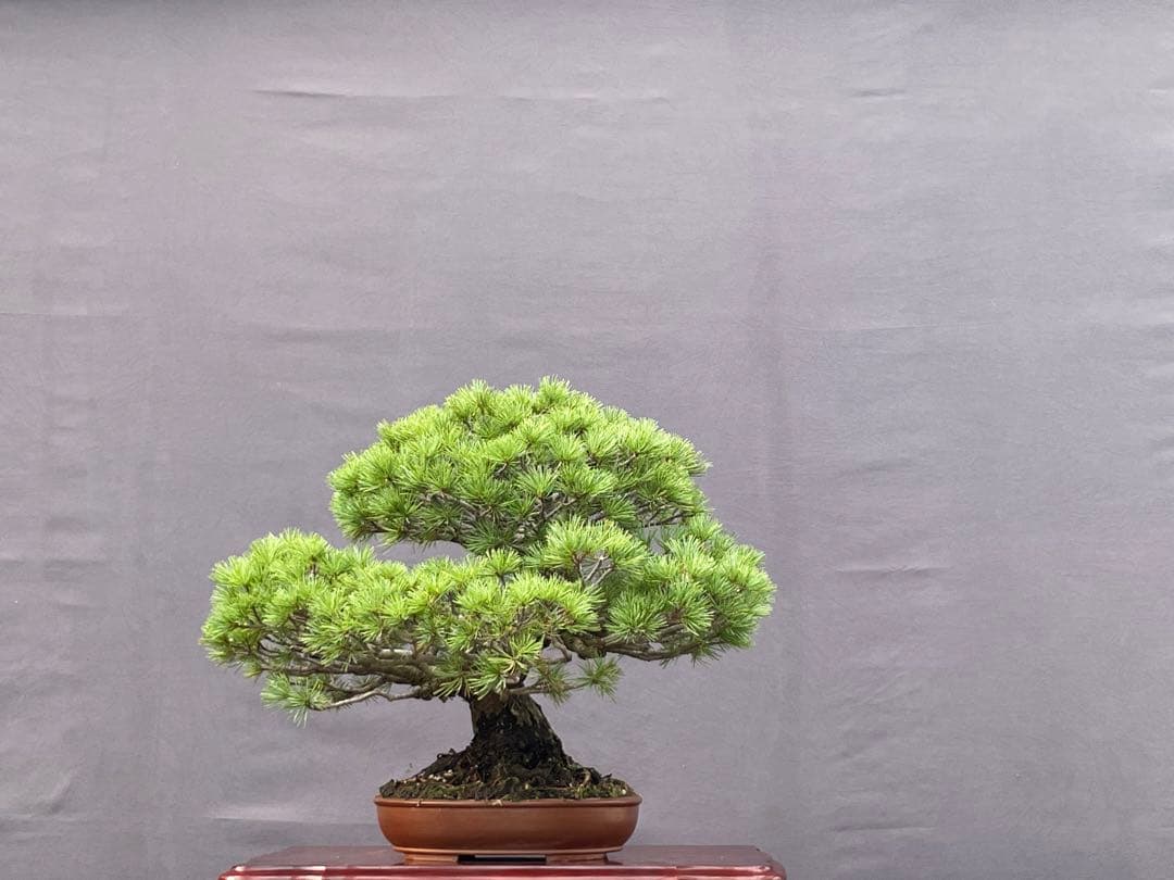 三河盆栽　五葉松　盆栽