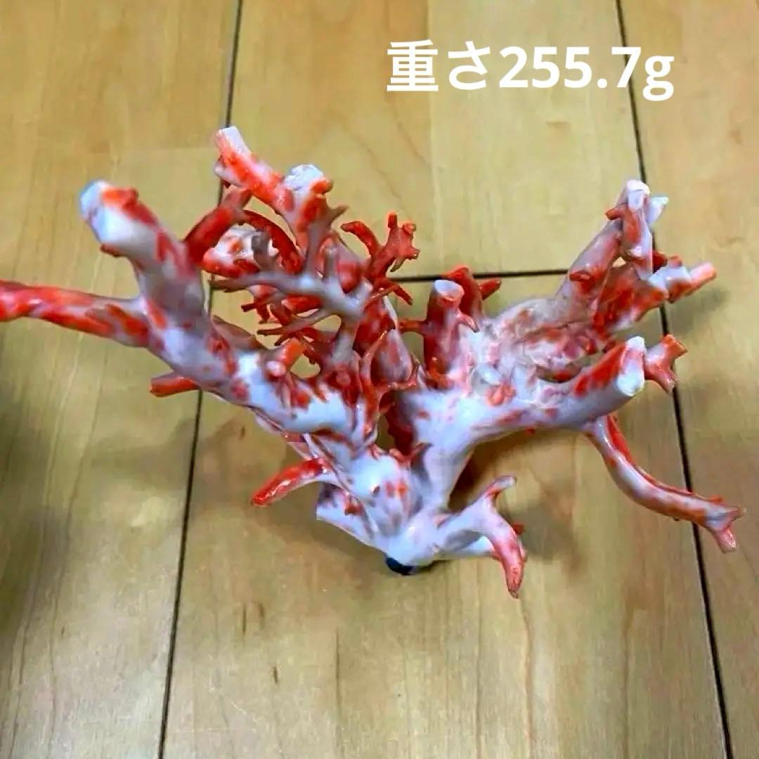 珊瑚原木　本珊瑚　宝石珊瑚　珊瑚置物　サンゴ　置物　桃珊瑚