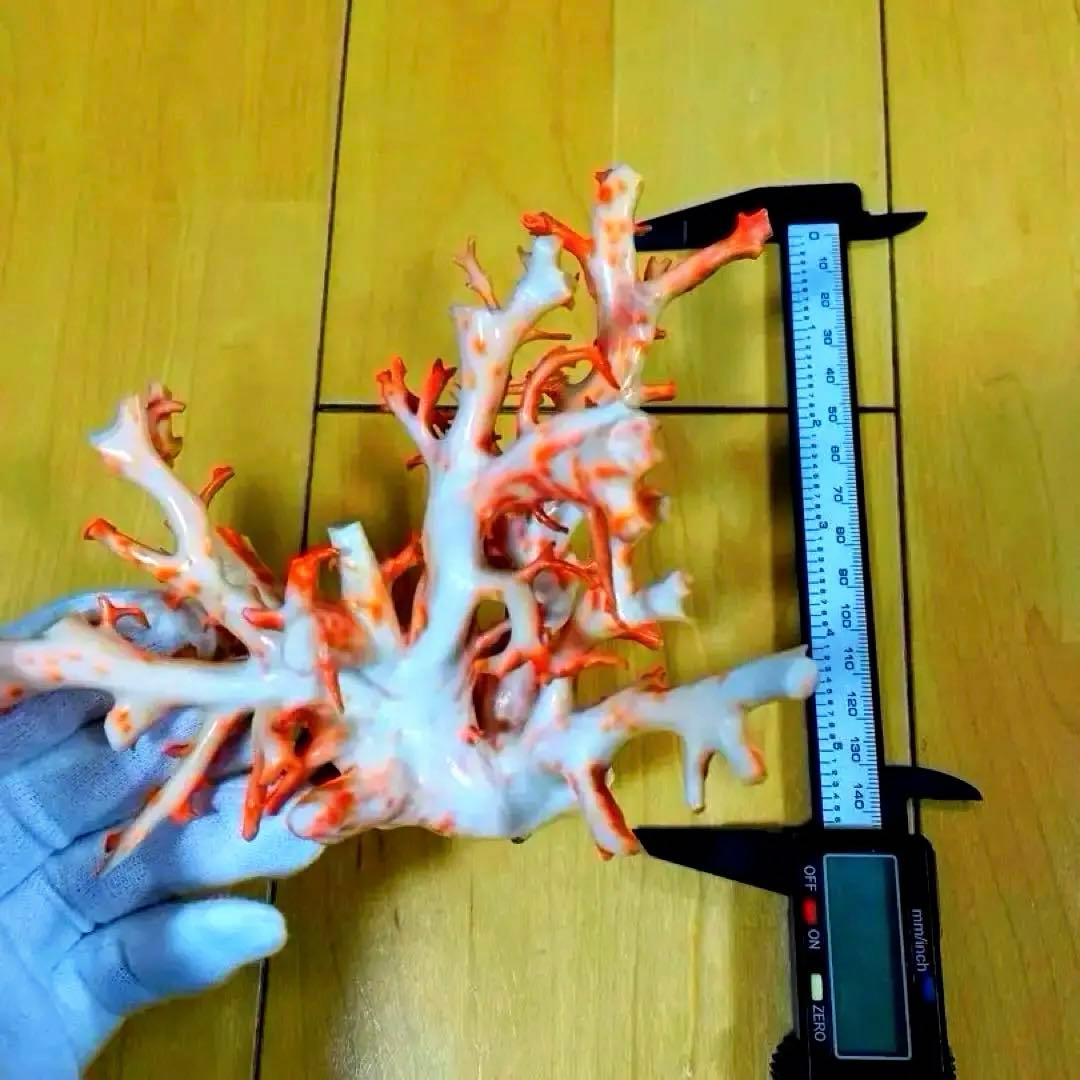 珊瑚原木　本珊瑚　宝石珊瑚　珊瑚置物　サンゴ　置物　桃珊瑚