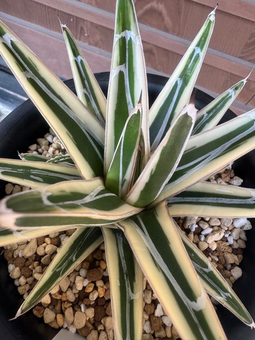 アガベ Agave victoriae-reginae 'Hyouzan' 231