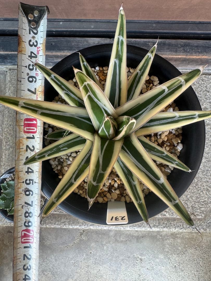 アガベ Agave victoriae-reginae 'Hyouzan' 231