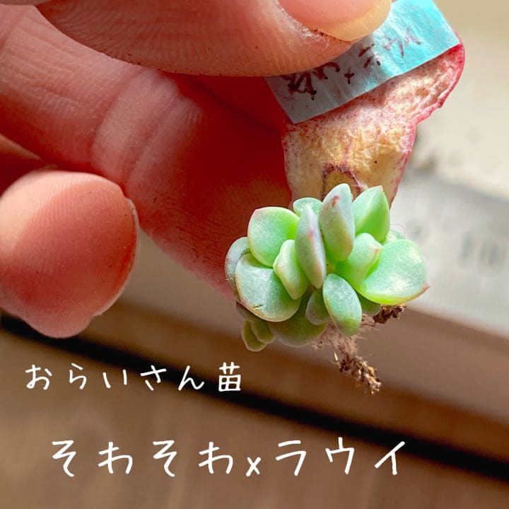 おらいさん苗　そわそわxラウイ　青札