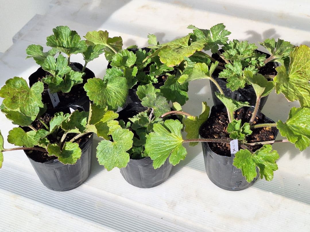 ⑨　ラナンキュラス　ラックス　ランドセルシリーズ