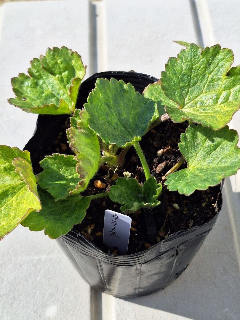 ⑨　ラナンキュラス　ラックス　ランドセルシリーズ