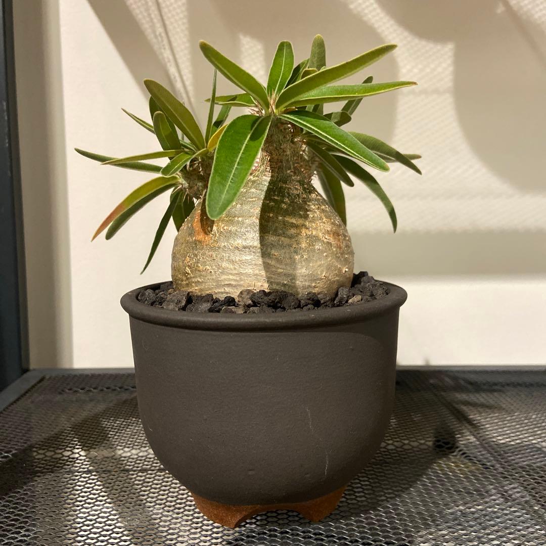 パキポディウムグラキリス　伝市鉢