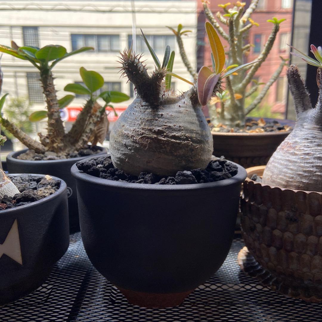 パキポディウムグラキリス　伝市鉢