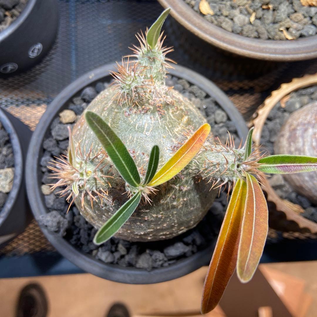 パキポディウムグラキリス　伝市鉢