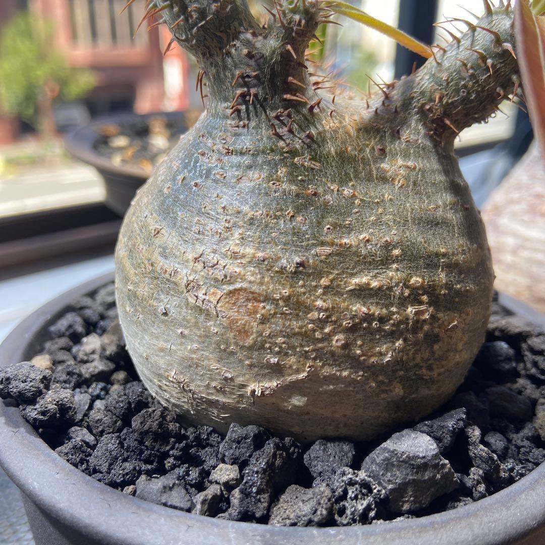 パキポディウムグラキリス　伝市鉢