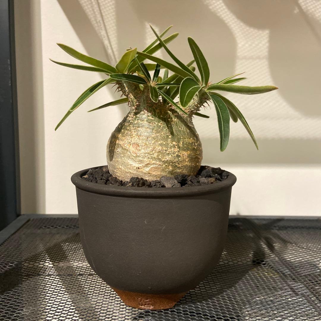 パキポディウムグラキリス　伝市鉢