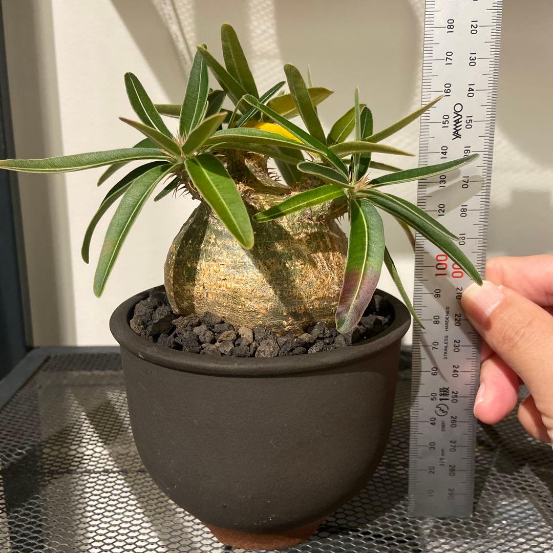 パキポディウムグラキリス　伝市鉢