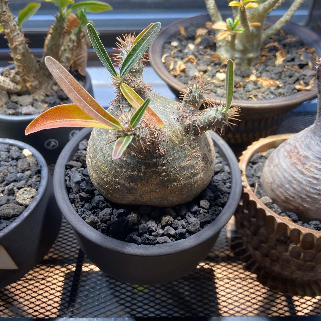 パキポディウムグラキリス　伝市鉢