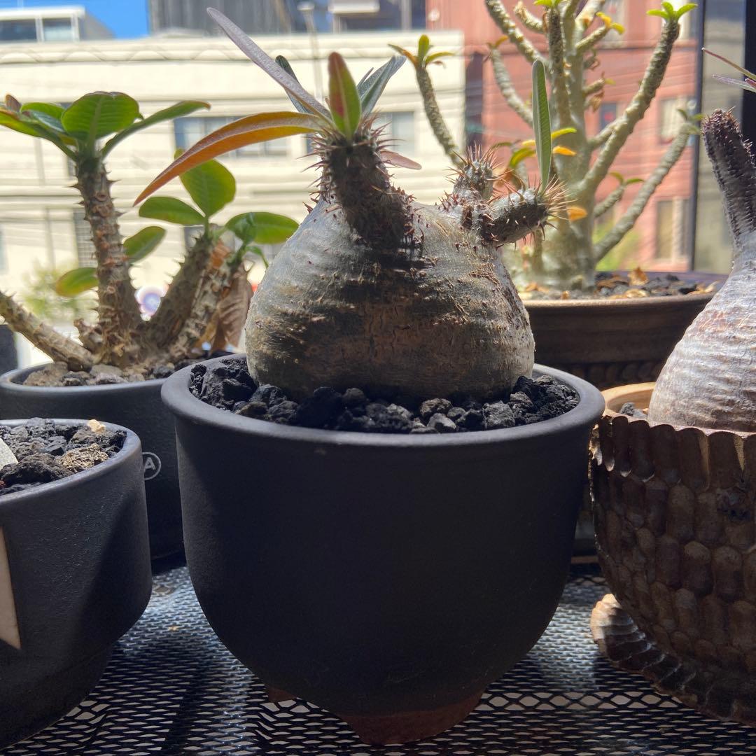 パキポディウムグラキリス　伝市鉢