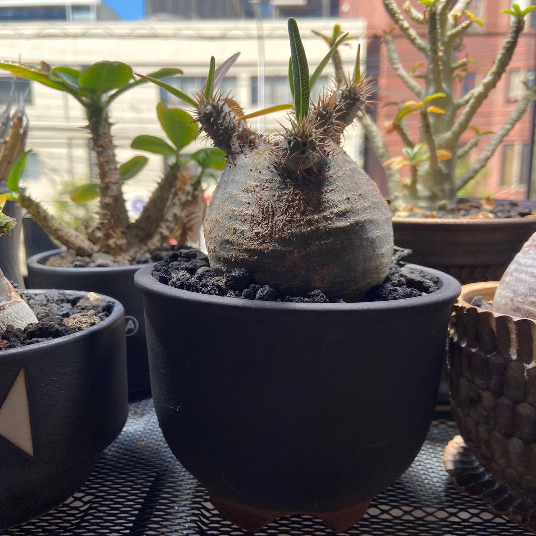 パキポディウムグラキリス　伝市鉢