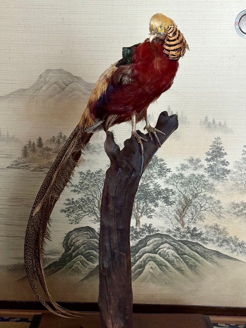 金鶏鳥剥製　錦鶏鳥　ガラスケース入り　置物
