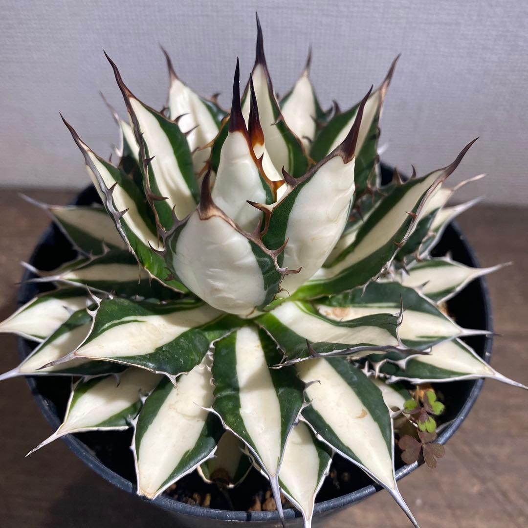 アガベ　ホリダ白中斑入　極上3