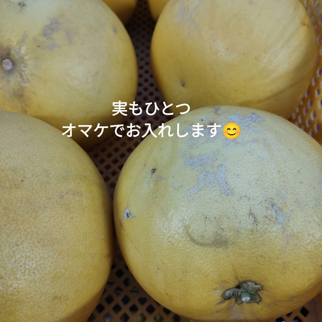 晩白柚 ばんぺいゆ ザボン 3年生