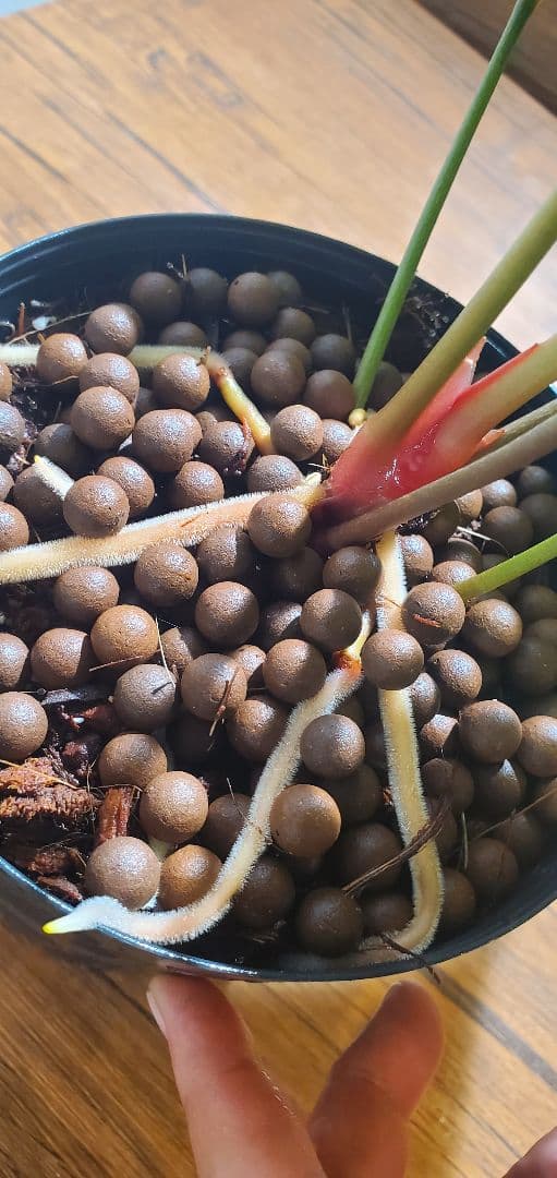 SALE 限定10セット　奇跡の天然鉱石「ぐんぐん玉」観葉植物用です。