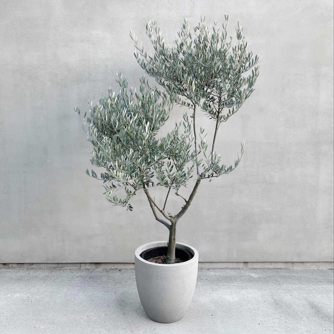 観葉植物 オリーブ SOUJU 175cm 10号