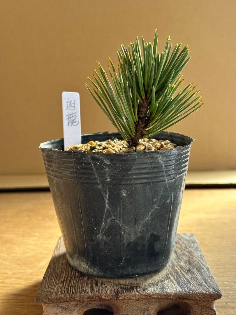 盆栽素材 黒松旭龍-3