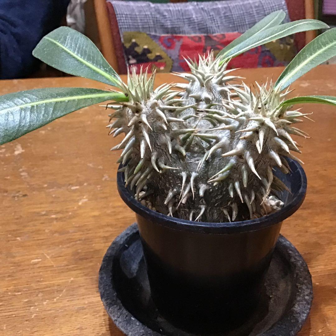 パキポディウム　　エブレネウム　　実生