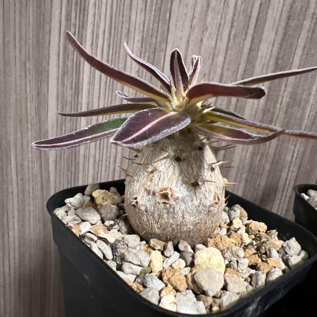 塊根植物 パキポデュウムグラキリス　実生　丸形　5株