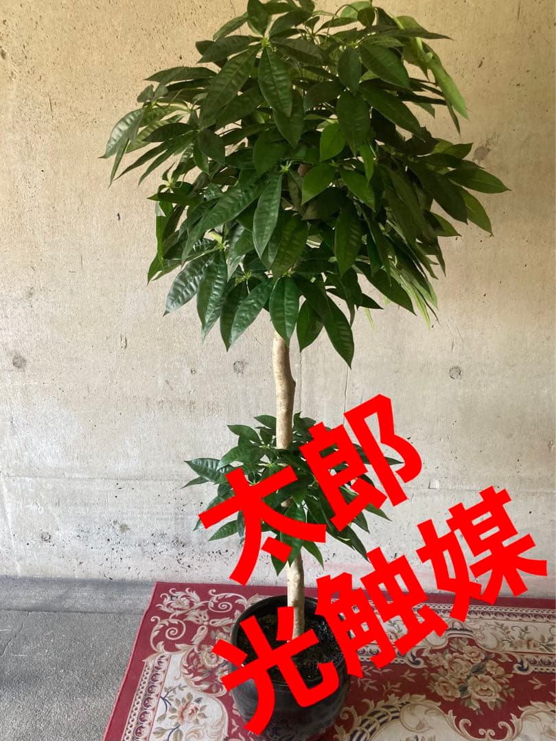 光触媒　人工観葉植物　ウォールグリーン　フェイクグリーン　パキラ16670鉢付